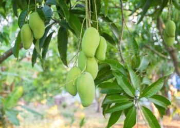 मोटर साइकिल से घर-घर बेची सब्जी और फल, अब अमेरिका से आ रही डिमांड