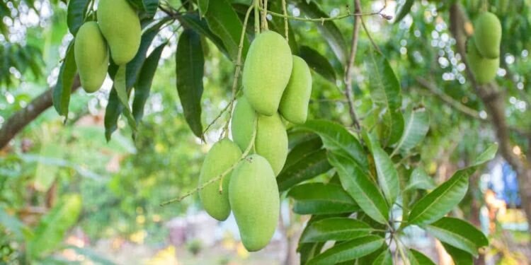 मोटर साइकिल से घर-घर बेची सब्जी और फल, अब अमेरिका से आ रही डिमांड