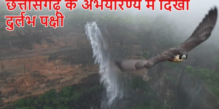 छत्तीसगढ़ के खूबसूरत शेष पगार झरने में दिखा पेरेग्रीन फल्कान पक्षी, ड्रोन के कैमरे में हुआ कैद, देखें खूबसूरत वीडियो