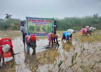 औषधीय और सुगंधित पौधों की खेती में महिला समूहों की दिखी प्रभावशाली भागीदारी