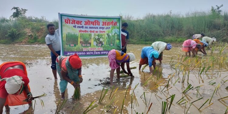 औषधीय और सुगंधित पौधों की खेती में महिला समूहों की दिखी प्रभावशाली भागीदारी