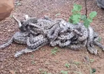 रायगढ़ में 21 अंडों से निकले अजगर के बच्चे…देखने ग्रामीणों की लगी भीड़
