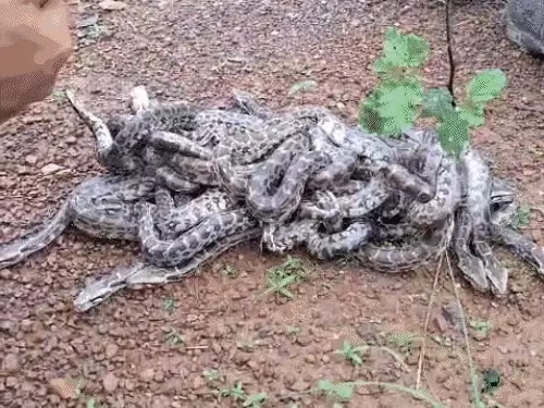 रायगढ़ में 21 अंडों से निकले अजगर के बच्चे…देखने ग्रामीणों की लगी भीड़