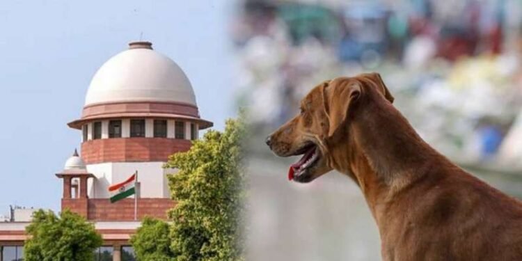 आवारा कुत्तों के मुद्दे पर सुप्रीम कोर्ट में तल्खी, अब फैसला जल्द”