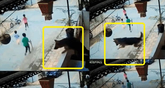 दिल छू लेने वाला वीडियो:स्ट्रीट डॉग बच्चों को दौड़ा रहा था बचाने बालकनी से कूद पड़ा जर्मन शेफर्ड