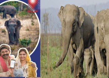 एनआईटी का सर्तक एप, अब हाथियों के हमले से ग्रामीणों को बचाएगा