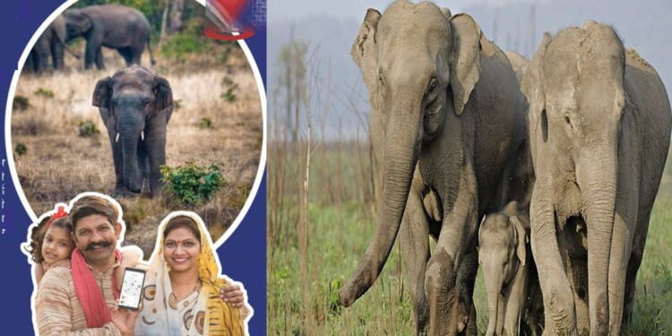 एनआईटी का सर्तक एप, अब हाथियों के हमले से ग्रामीणों को बचाएगा