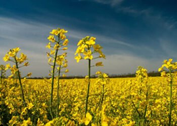 अगेती सरसों की खेती का सही समय: अभी करें पूसा मस्टर्ड-32 का ऑनलाइन ऑर्डर