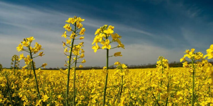 अगेती सरसों की खेती का सही समय: अभी करें पूसा मस्टर्ड-32 का ऑनलाइन ऑर्डर