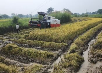 धान कटाई के साथ गड़गड़ाए हार्वेस्टर, पर चेहरे फीके — हरहुना फसल को मौसम और कीटों ने पहुंचाया नुकसान
