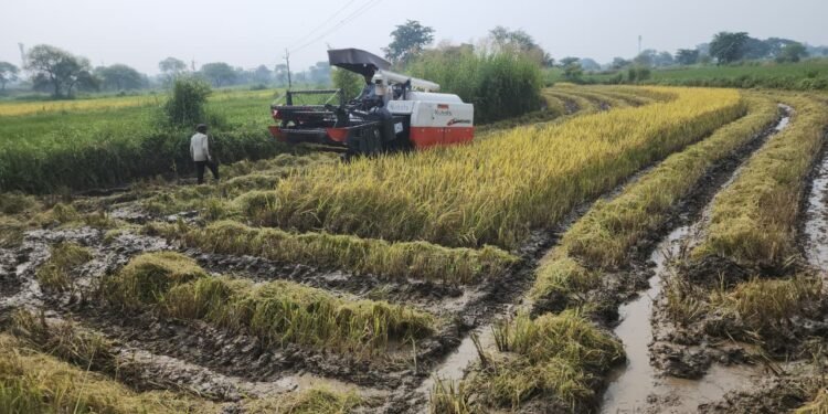 धान कटाई के साथ गड़गड़ाए हार्वेस्टर, पर चेहरे फीके — हरहुना फसल को मौसम और कीटों ने पहुंचाया नुकसान