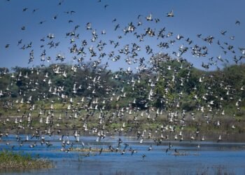 कोपरा जलाशय को राज्य का पहला रामसर साइट घोषित किया जाना छत्तीसगढ़ के लिए गर्व का क्षण: मुख्यमंत्री विष्णु देव साय