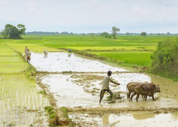 ‘छत्तीसगढ़ को मात्र-आधारित चावल नीति से आगे बढ़कर जलवायु-लचीली, विविधीकृत और मूल्य-संवर्धित कृषि मॉडल काे भी अपनाना होगा:पूर्व कुलपति प्रो. एसके पाटिल