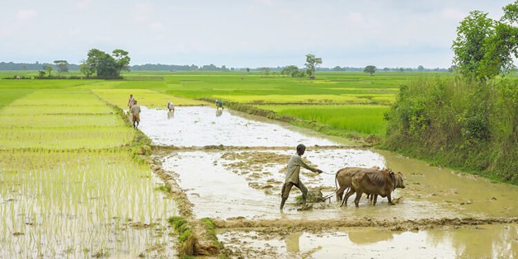 ‘छत्तीसगढ़ को मात्र-आधारित चावल नीति से आगे बढ़कर जलवायु-लचीली, विविधीकृत और मूल्य-संवर्धित कृषि मॉडल काे भी अपनाना होगा:पूर्व कुलपति प्रो. एसके पाटिल