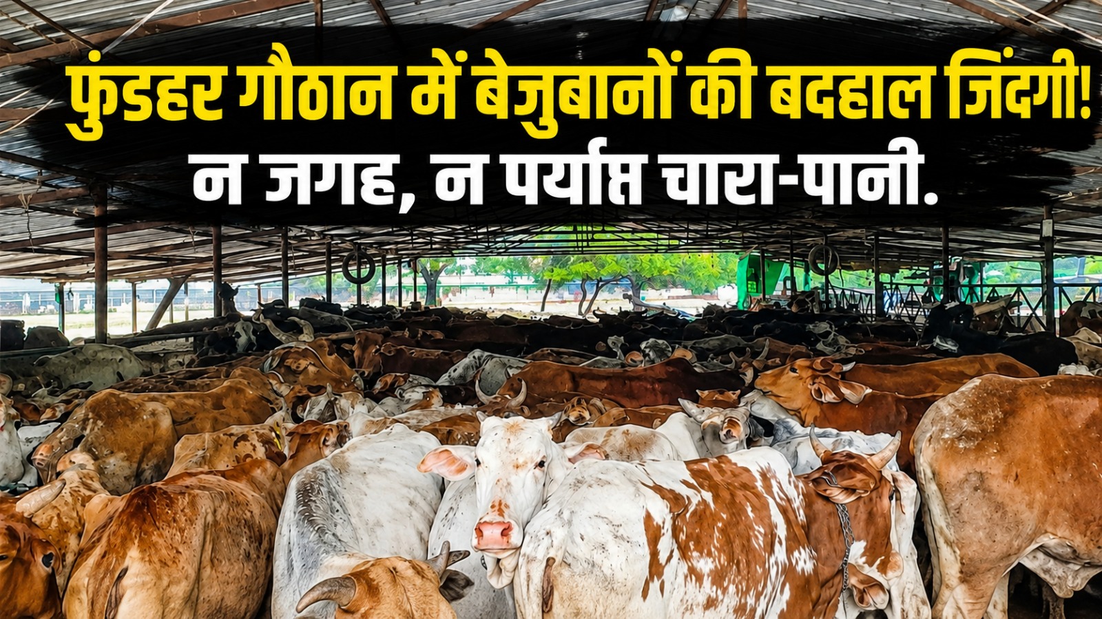 फुंडहर गौठान में क्षमता से दोगुने गोवंश, बारिश में मृत गायें मिलने पर उठे सवाल