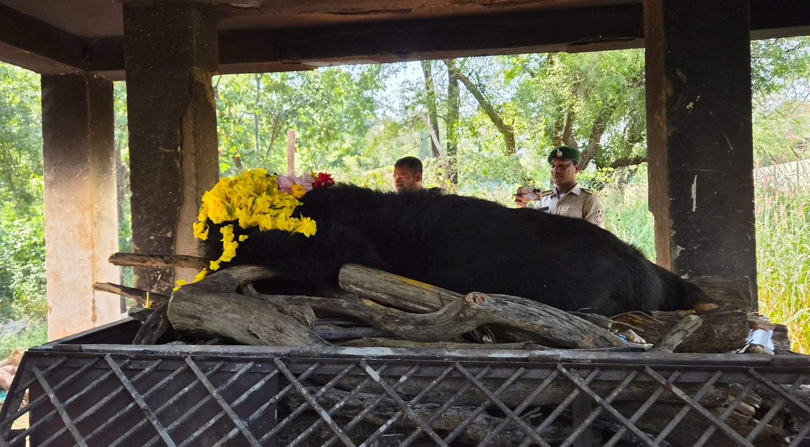 नंदनवन में थम गई ‘फफोरी’ की सांसें, 25 साल का साथ छोड़ गई हिमालयन भालू